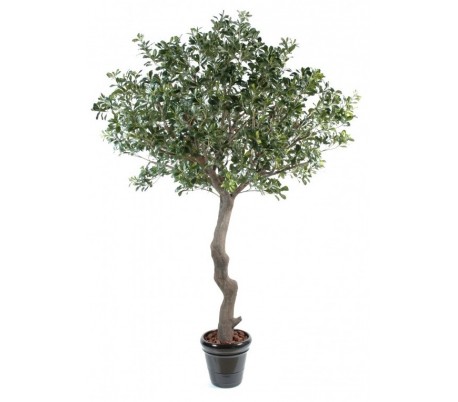 Kunstigt Pittosporum Træ H260 Cm