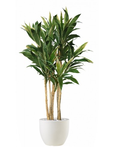 Stort Kunstigt Cordyline Træ Med Potte H200 Cm